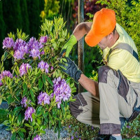 Garden Maintenance Penge