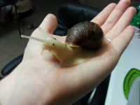 Snails4You – Discover the World of Snails