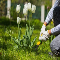 Gardening Chislehurst