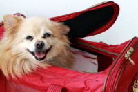 puppy sling carrier