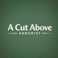 A Cut Above Arborist