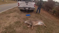 Dead Animal Removal Brooklyn