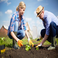 Gardening Neasden