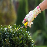 Landscapers Lewisham