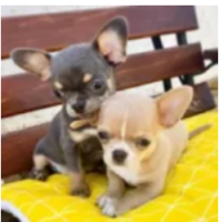 Mixes teacuP Puppies