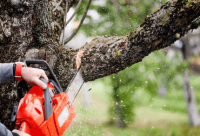 Canberra Platinum Gardening