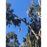 Seth's Tree Trimming and Removal LLC