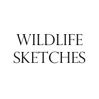 Wildlife Sketches