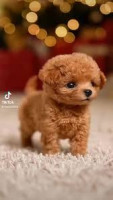 Froplay Dog Reviews UK: The Ultimate Fun Companion for Your Furry Friend, Smart Playtime for Smarter Pets!
