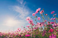Cheap flowers