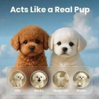 Froplay Dog Review 2026 The Smart Interactive Toy Every Dog Loves Honest Review & Real Benefits Does It Really Work?