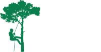 Elevated Tree Care