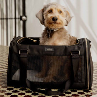 sling for dogs