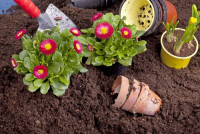 Landscapers Chelsea