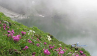 Valley Of Flower By Trek