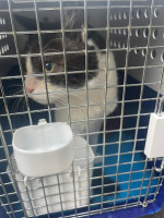 International Cat Transport