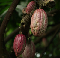 callebaut chocolate company